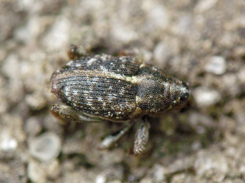 Coryssomerus capucinus (Beck, 1817)